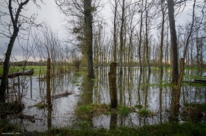 Inondations dans les marais Saint-Savinien                             